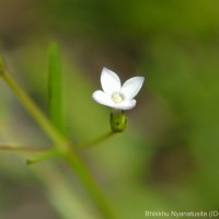 Oldenlandia herbacea (L.) Roxb.